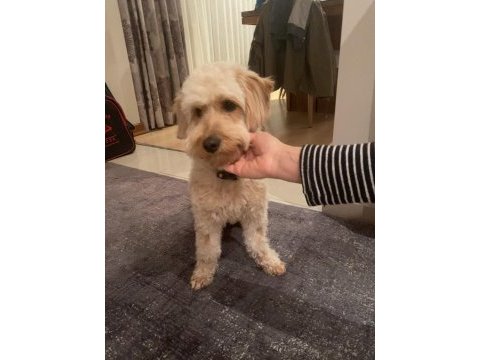 Maltipoo kızım 1.5 yaşında