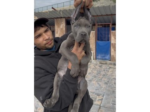 Cane corsa dev yavrular alan koruma 