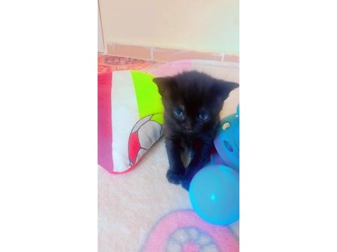 Anne van kedisi baba ingiliz kedisi 2 siyah 1 veya yavru