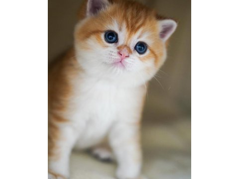 Altın parlaklığında golden british shorthair 