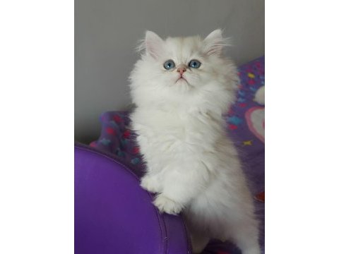 British longhair yavrular