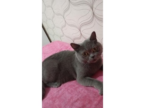 Çok acil british shorthair
