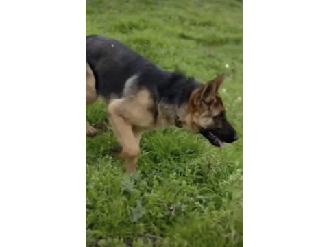 Eğitimli şahsi köpeğim