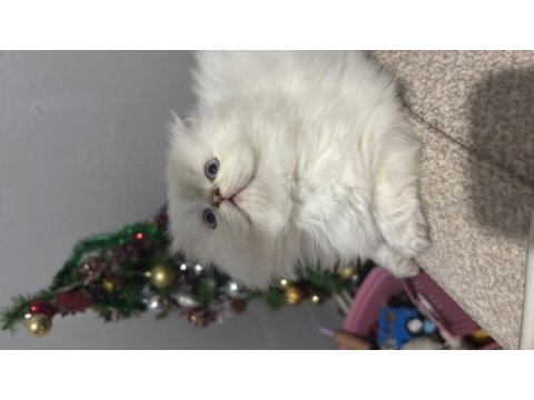 2 aylık british longhair yavrum