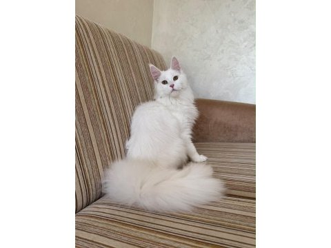 Güzeller güzeli beyaz dişi maine coon