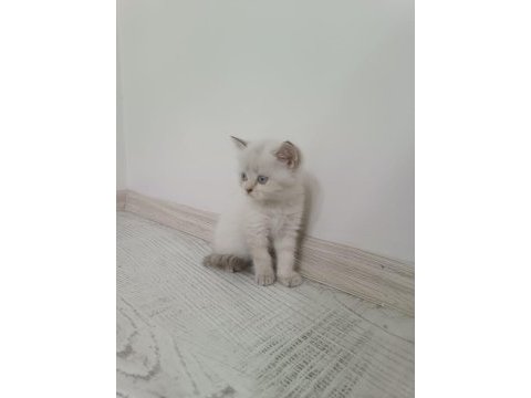 Yavru british shorthair
