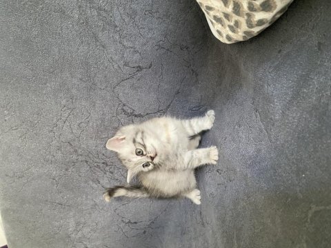 Silver tekir yavru kediler yuva arıyor