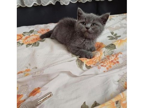 Kucuk british kuzucuk