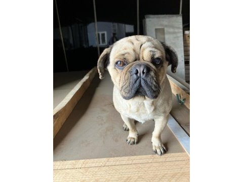 1,5 yaşında pug erkek