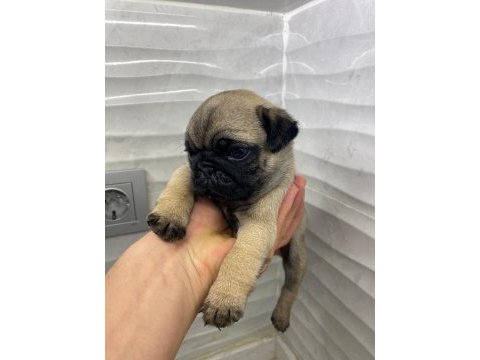 Safkan pug yavruları