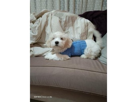 Maltese terrier erkek iki aylık