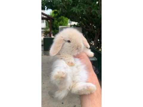 Hollanda lop ve teddy lop yavrular