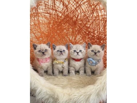 British shorthair dişi erkek sevimli yavrular