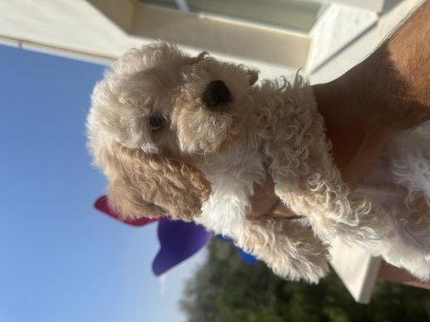 Yavru toy poodle bakımlı ve temiz