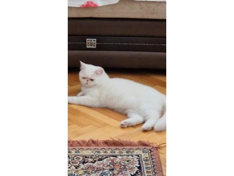 10 aylık dişi exotic shorthair