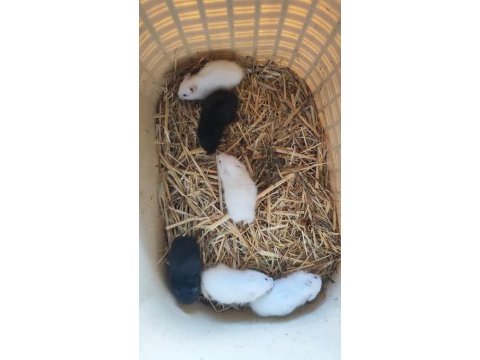 Beyaz ve siyah 1 aylık suriye hamster yavruları