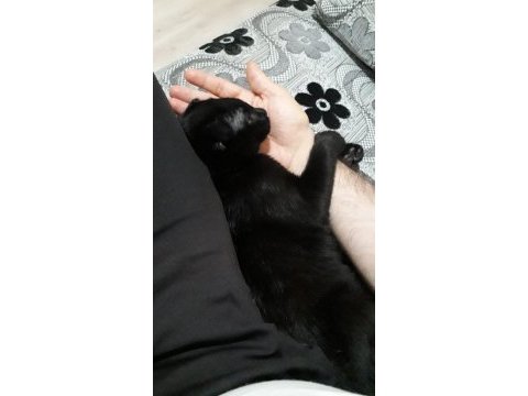 Ücretsiz - scottish fold ve bombay kırması bal gözlü