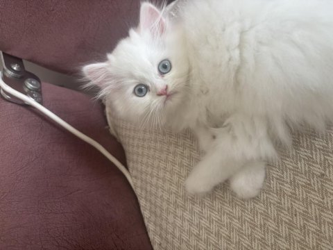 2,5 aylık yavru chinchilla kediler