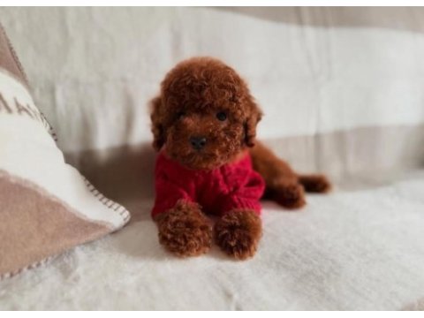 Toy poodle yavru önce canlı görün