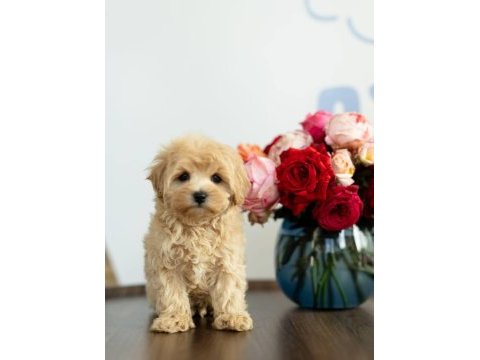 Maltipoo yavrularımız