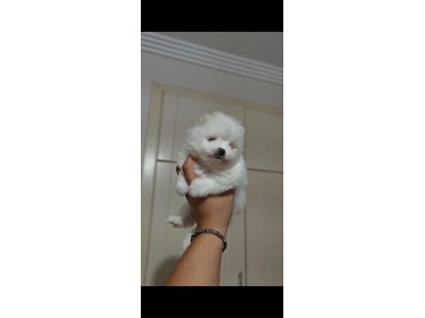 Original pomeranianlar