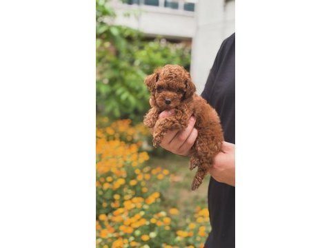 Maltipoo yavrular