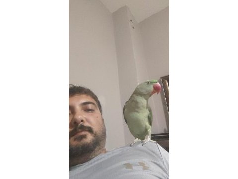 11 aylık yaşında evcil alexander erkek olabilir