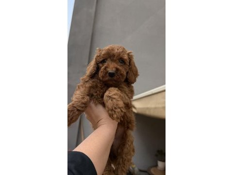 Toy poodle red brown bebekler