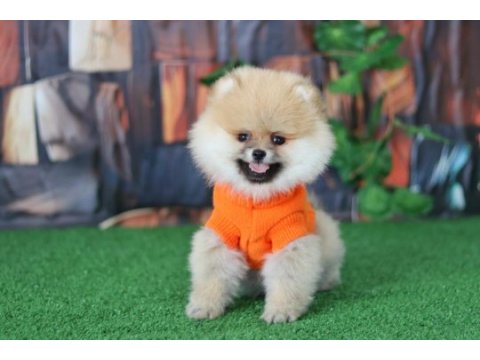Orjinal pomeranian boo yavrular