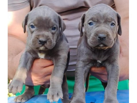 Cane corso yavruları mükemmel arayanlara