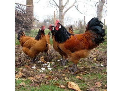 Vorwerk ırkı kuluçkalık yumurta