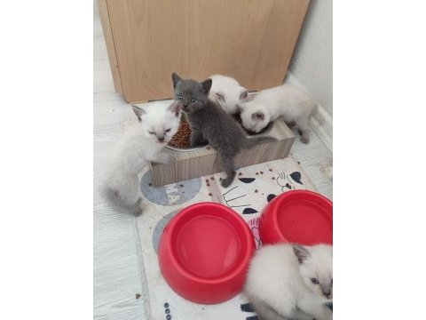 Safkan blue point british shorthair