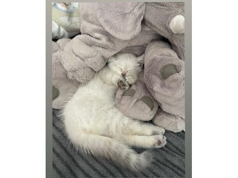 45 günlük british shorthair bilgi için mesaj atınız