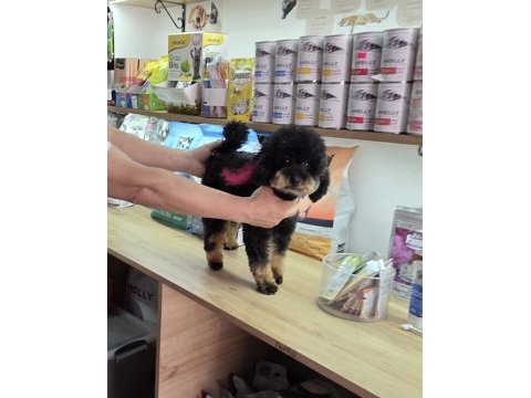 10 aylık dişi kore toy poodle