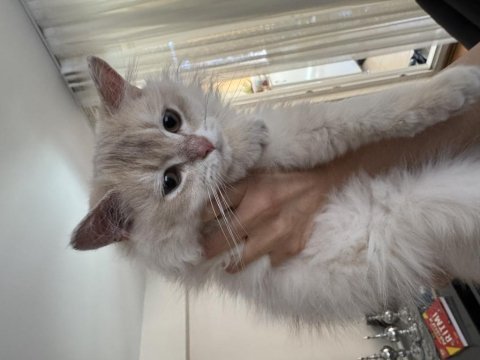 British longhair ay11 erkek yavrumuza yuva arıyoruz