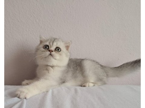 Scottish fold silver erkek