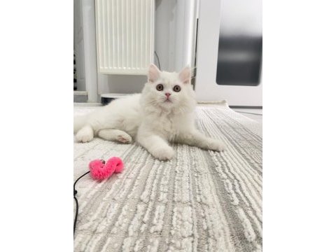 British longhair yavrumuza yuva arıyoruz