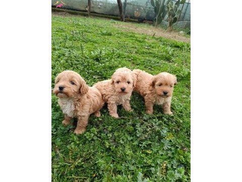 Maltipoo bebekler