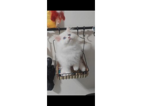 British longhair kedisi