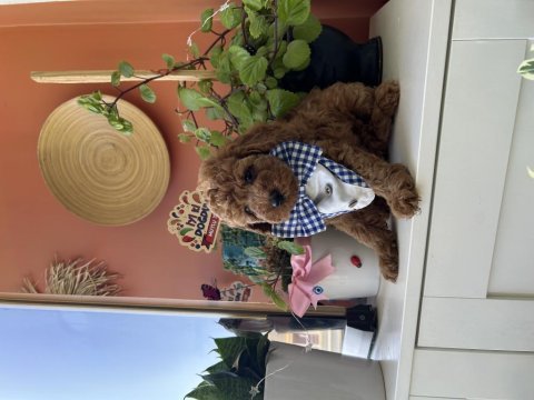 Bizim poodle bebişler evden