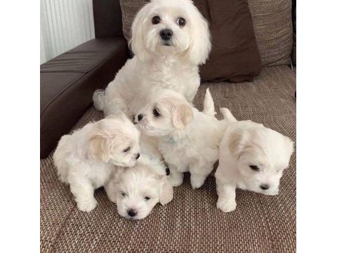 Show kalite maltese bebeler