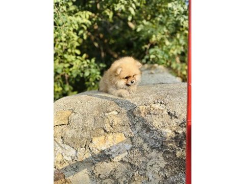 Yavru pomeranian köpeğimiz sağlık ve ırk garantilidir