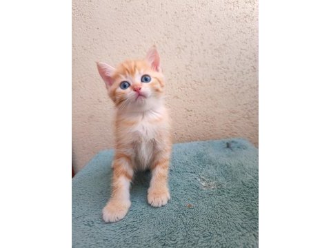 British shorthair golden ve silver point bebekler