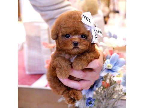 Red brown toy poodle bebeklerim