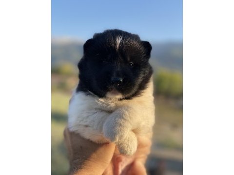 Amerikan akita ınu yavruları