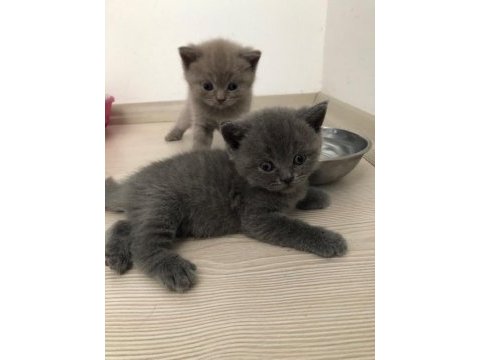 Gri british shorthair