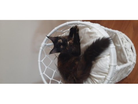 Maine coon tortie