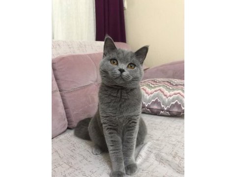 British shorthair