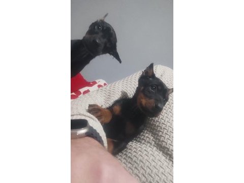 3 aylık doberman yavrularımız mevcuttur