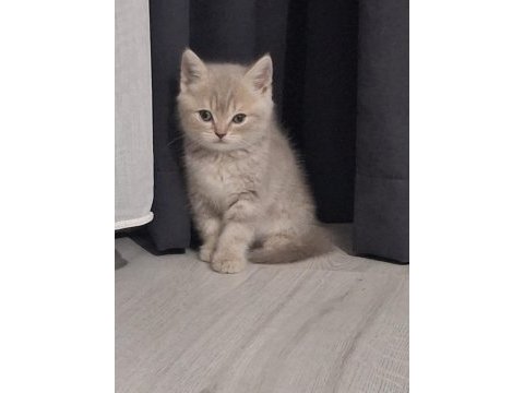 Sevimli lili